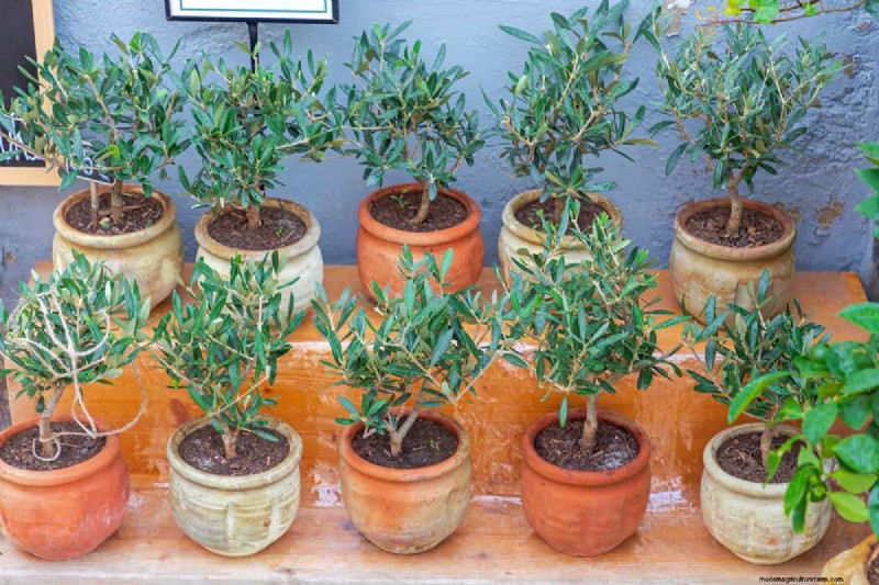 Growing Olive Trees: Can You Use Store-Bought Olives?