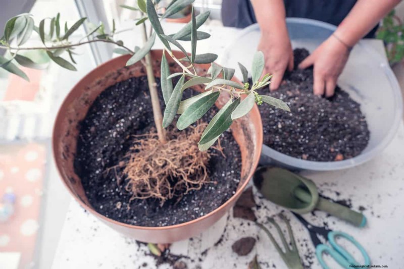 Growing Olive Trees: Can You Use Store-Bought Olives?