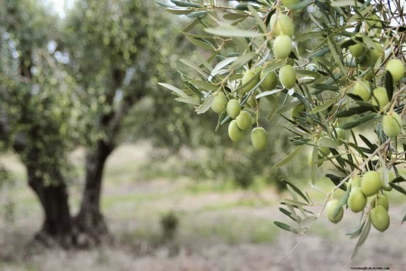 Growing Olive Trees: Can You Use Store-Bought Olives?
