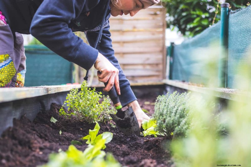 Raised Bed Vegetable Garden: A Beginner s Step-by-Step Guide