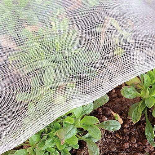 Raised Bed Vegetable Garden: A Beginner s Step-by-Step Guide