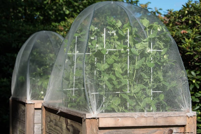 Raised Bed Vegetable Garden: A Beginner s Step-by-Step Guide
