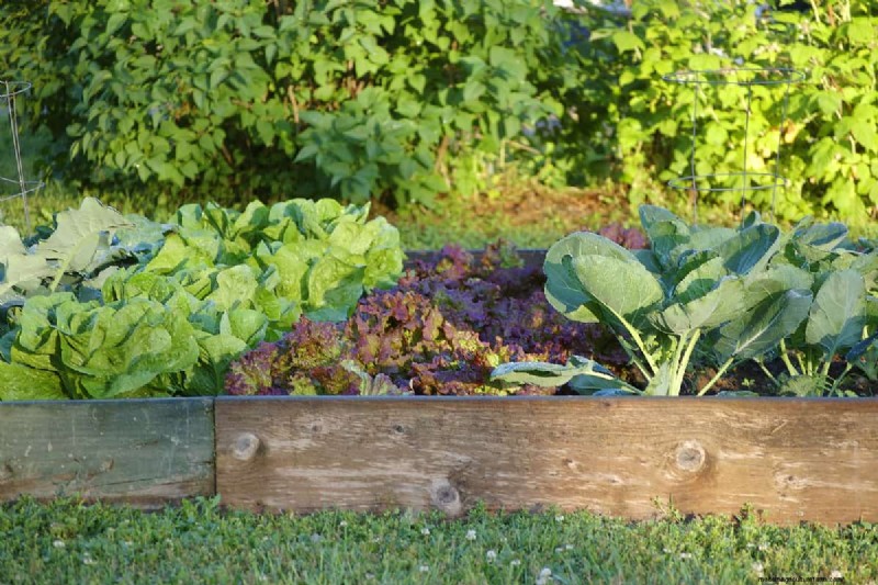 Raised Bed Vegetable Garden: A Beginner s Step-by-Step Guide