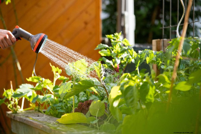 Raised Bed Vegetable Garden: A Beginner s Step-by-Step Guide