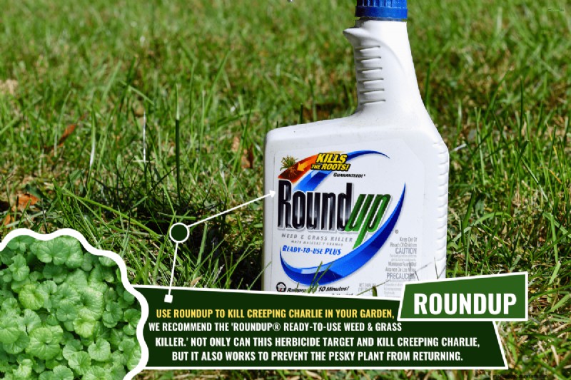 Roundup vs. Creeping Charlie: Does it Work?
