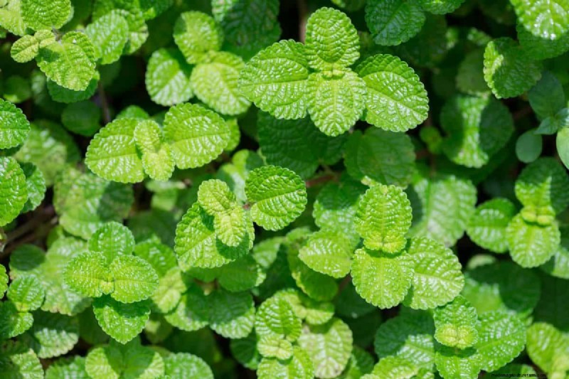 Roundup vs. Creeping Charlie: Does it Work?