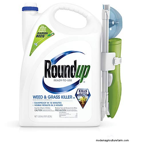 Roundup vs. Creeping Charlie: Does it Work?