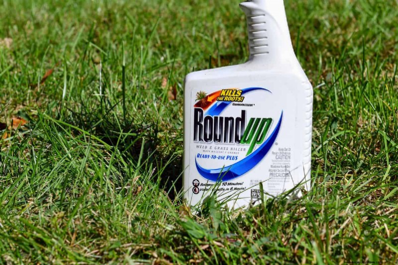 Roundup vs. Creeping Charlie: Does it Work?