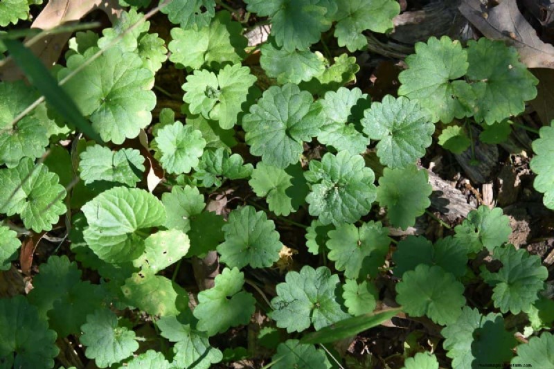 Roundup vs. Creeping Charlie: Does it Work?
