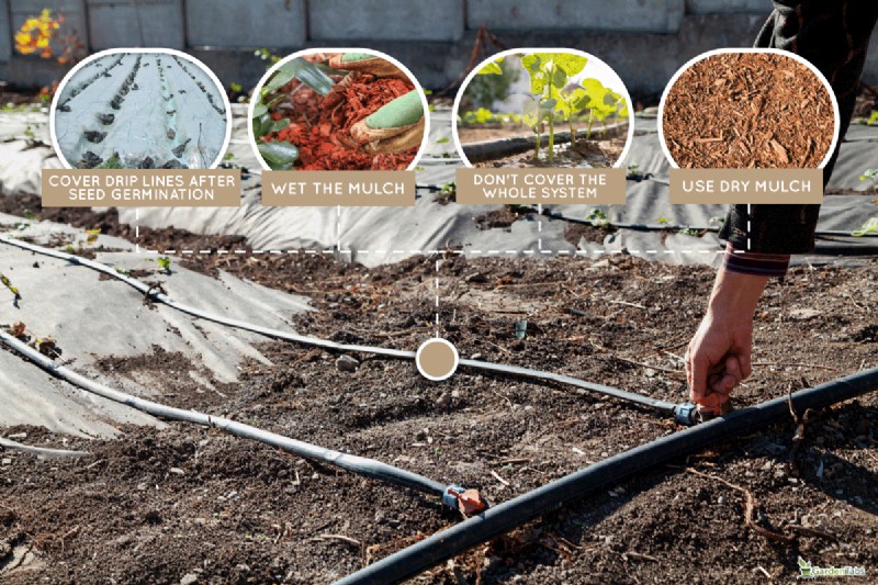 Drip Irrigation: Above or Below Mulch? Best Practices Explained