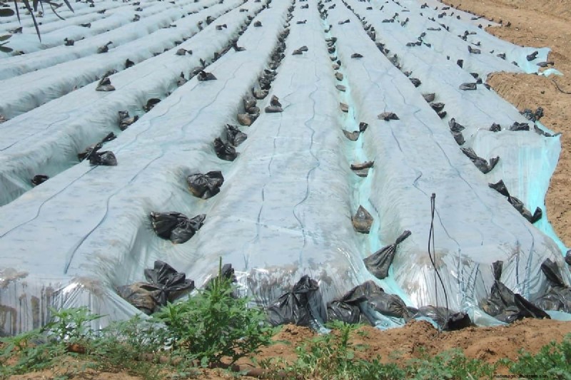 Drip Irrigation: Above or Below Mulch? Best Practices Explained