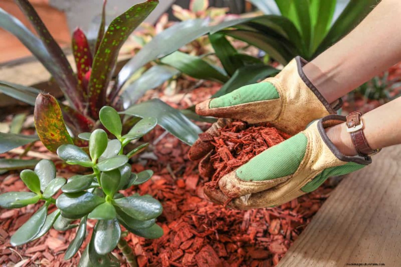 Drip Irrigation: Above or Below Mulch? Best Practices Explained