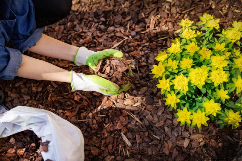 Drip Irrigation: Above or Below Mulch? Best Practices Explained