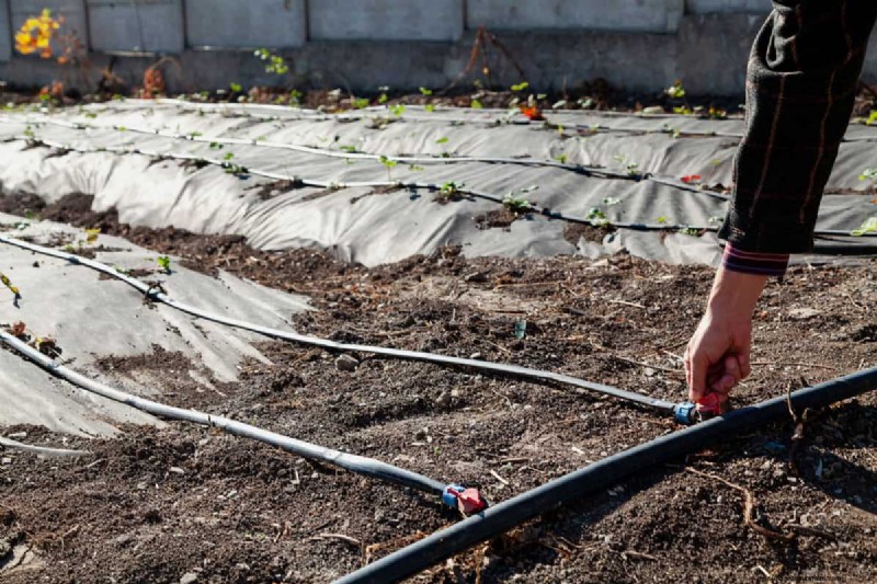 Drip Irrigation: Above or Below Mulch? Best Practices Explained