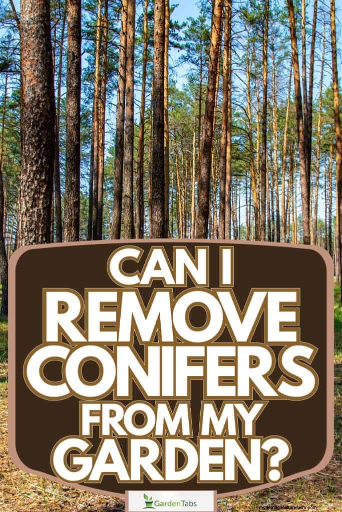 Removing Conifers from Your Garden: A Comprehensive Guide