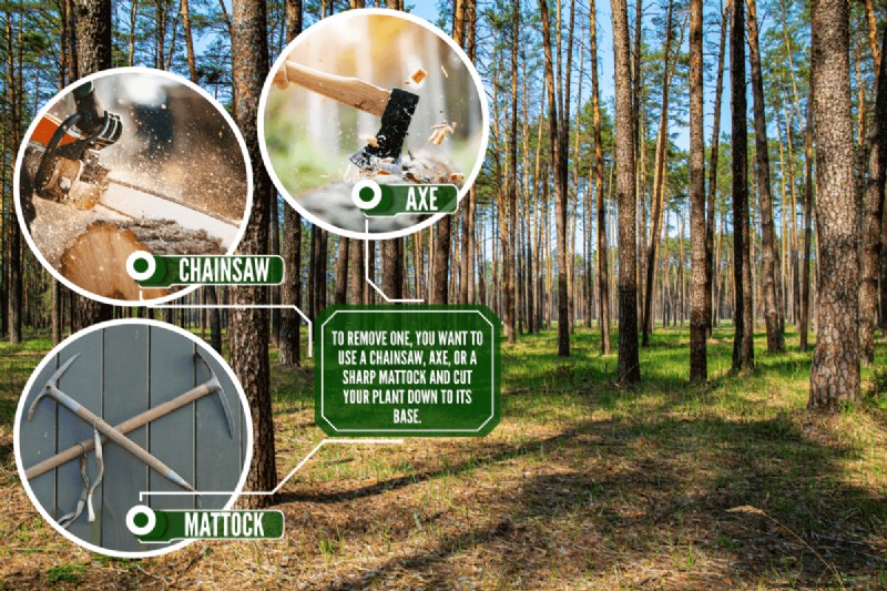 Removing Conifers from Your Garden: A Comprehensive Guide