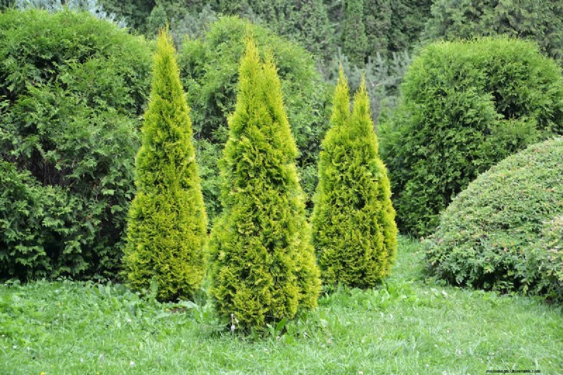 Removing Conifers from Your Garden: A Comprehensive Guide