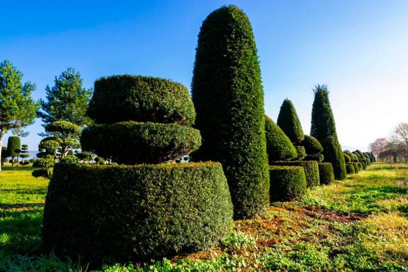 Removing Conifers from Your Garden: A Comprehensive Guide