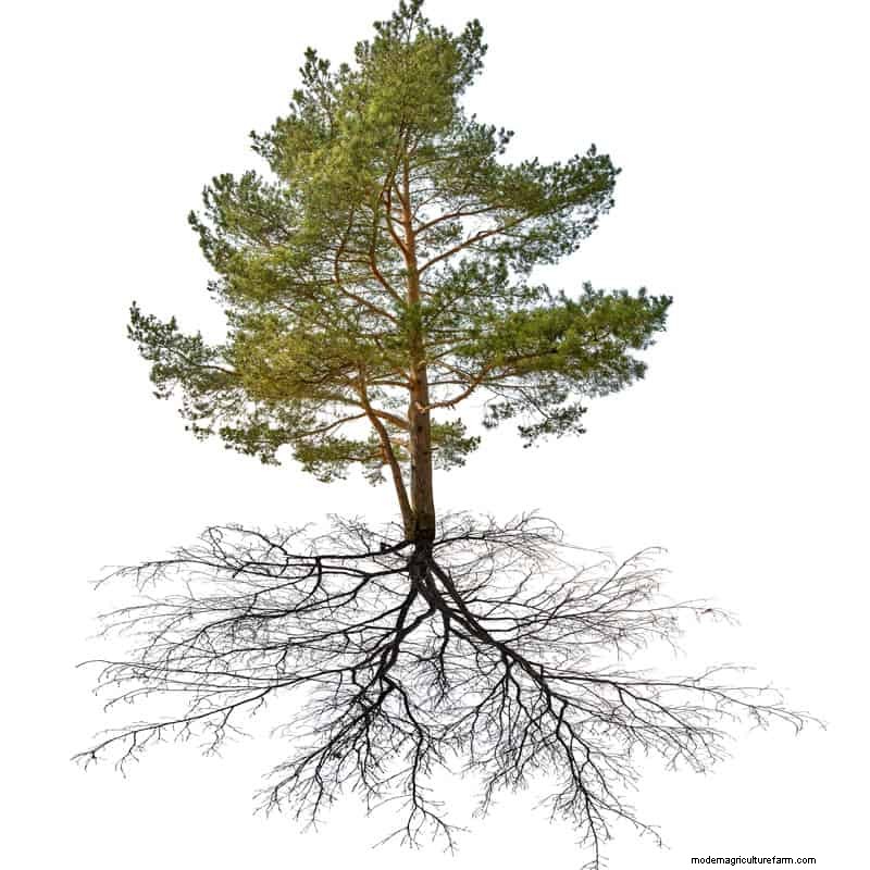 Removing Conifers from Your Garden: A Comprehensive Guide