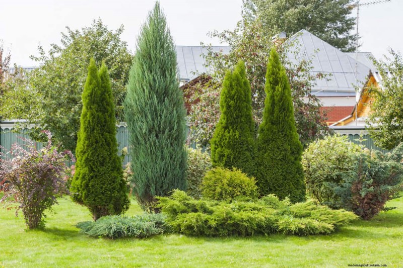 Removing Conifers from Your Garden: A Comprehensive Guide
