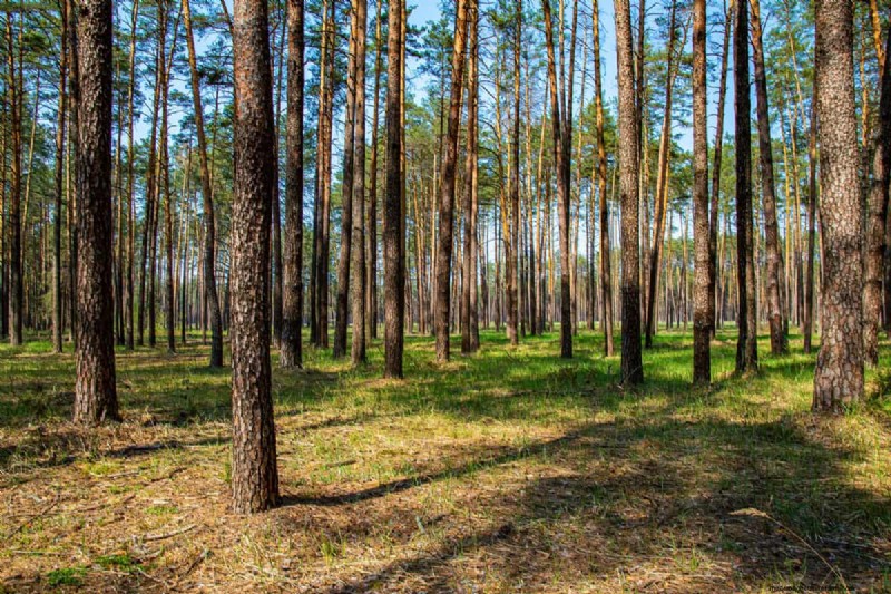 Removing Conifers from Your Garden: A Comprehensive Guide