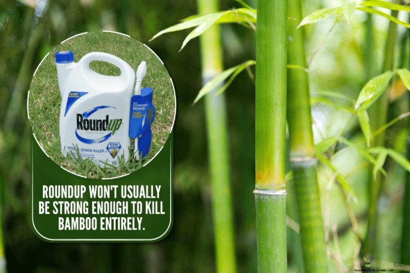 Roundup and Bamboo: Effective Control & Rhizome Destruction