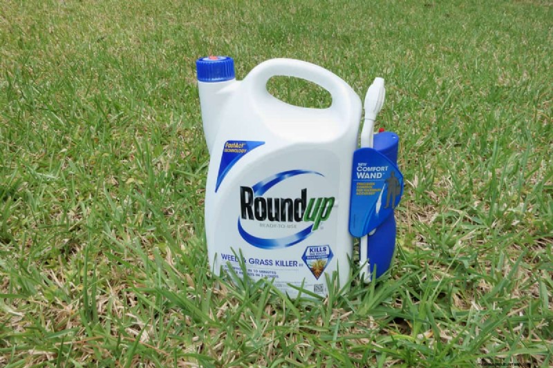 Roundup and Bamboo: Effective Control & Rhizome Destruction
