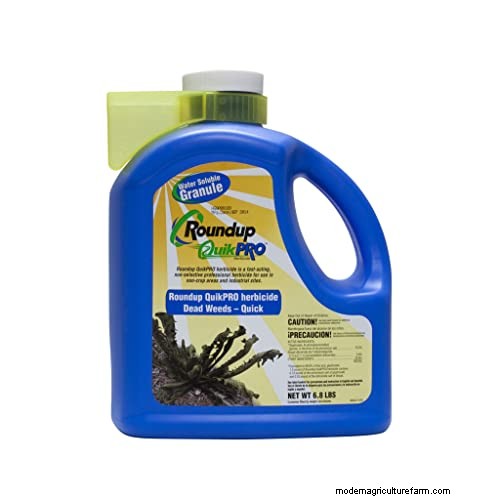 Roundup and Bamboo: Effective Control & Rhizome Destruction