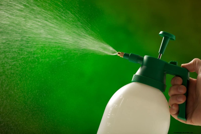 Roundup and Bamboo: Effective Control & Rhizome Destruction