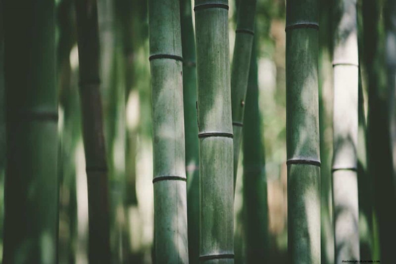 Roundup and Bamboo: Effective Control & Rhizome Destruction