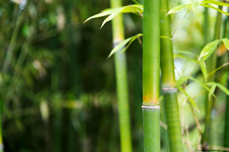 Roundup and Bamboo: Effective Control & Rhizome Destruction