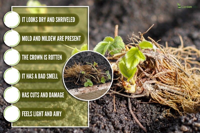 Identifying Dead Bare Root Strawberries: A Comprehensive Guide