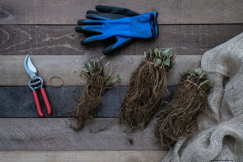 Identifying Dead Bare Root Strawberries: A Comprehensive Guide