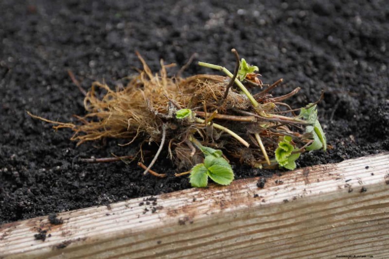 Identifying Dead Bare Root Strawberries: A Comprehensive Guide