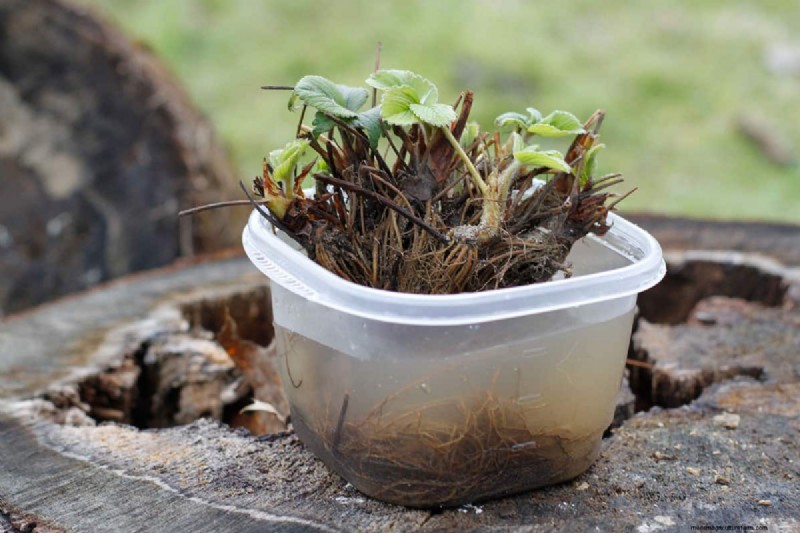 Identifying Dead Bare Root Strawberries: A Comprehensive Guide