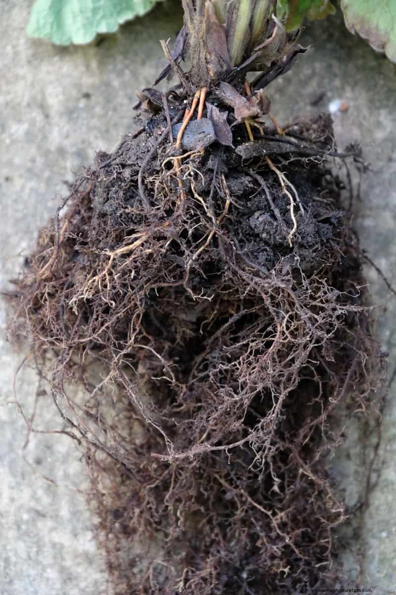 Identifying Dead Bare Root Strawberries: A Comprehensive Guide