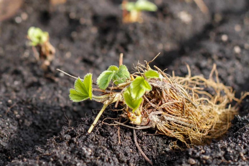 Identifying Dead Bare Root Strawberries: A Comprehensive Guide