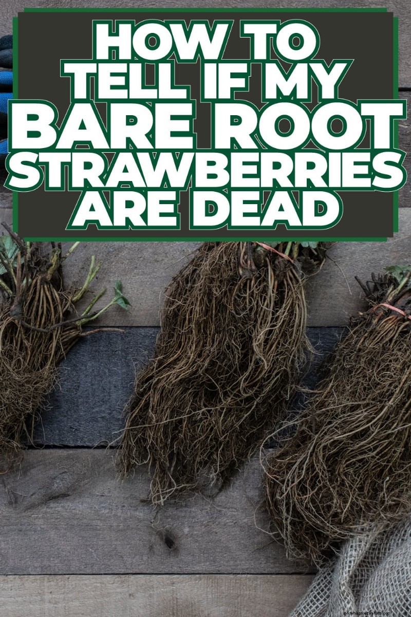 Identifying Dead Bare Root Strawberries: A Comprehensive Guide