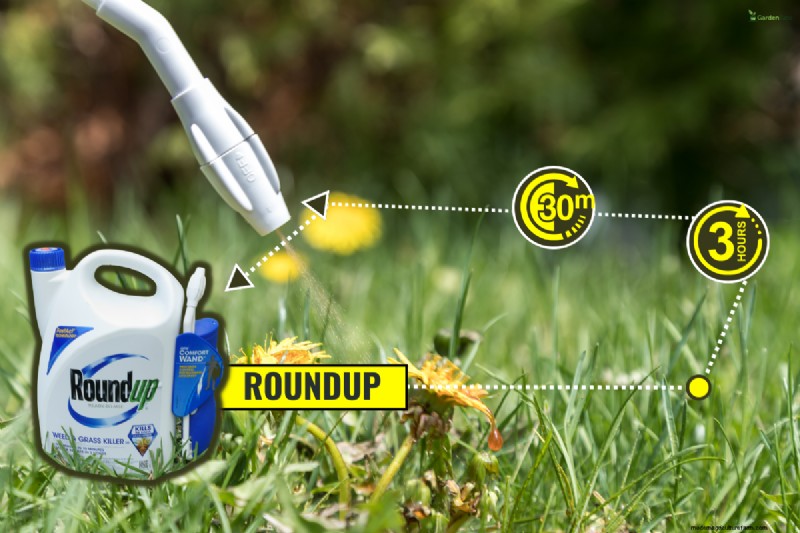 Roundup Effectiveness & Rain: How Long Does It Take to Work?
