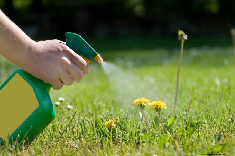 Roundup Effectiveness & Rain: How Long Does It Take to Work?