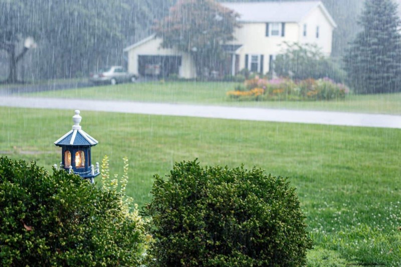 Roundup Effectiveness & Rain: How Long Does It Take to Work?