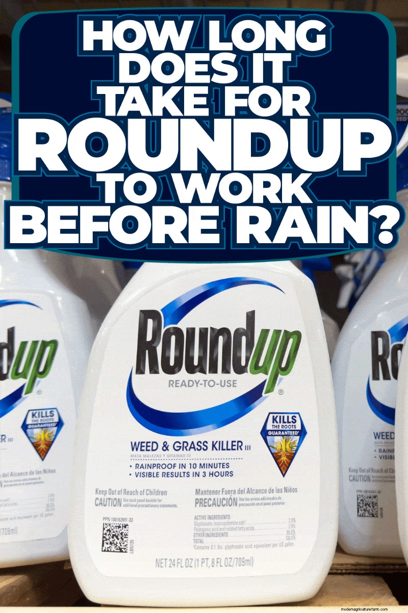 Roundup Effectiveness & Rain: How Long Does It Take to Work?