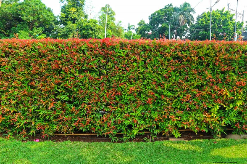 Best Fertilizers for Eugenia Trees: A Comprehensive Guide