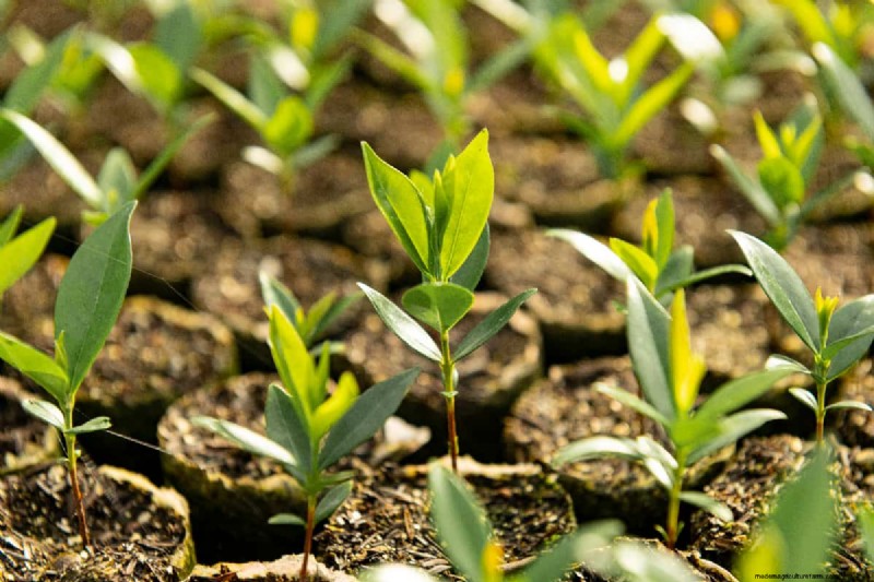 Best Fertilizers for Eugenia Trees: A Comprehensive Guide