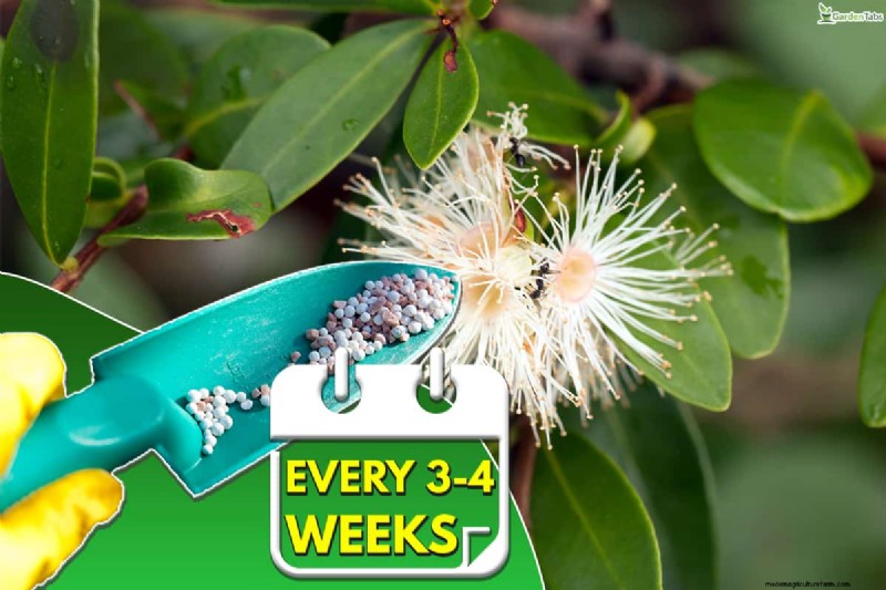 Best Fertilizers for Eugenia Trees: A Comprehensive Guide