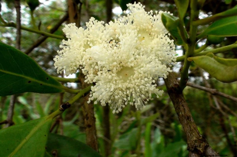 Best Fertilizers for Eugenia Trees: A Comprehensive Guide