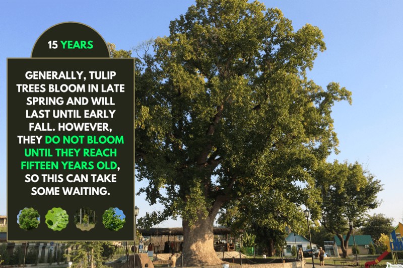 Tulip Tree Bloom Time: When & What to Expect