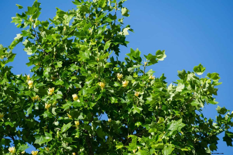 Tulip Tree Bloom Time: When & What to Expect