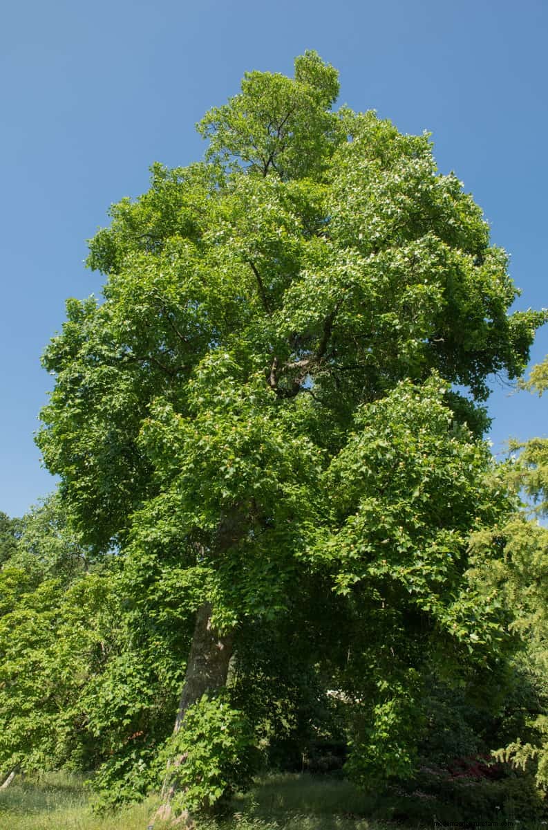 Tulip Tree Bloom Time: When & What to Expect