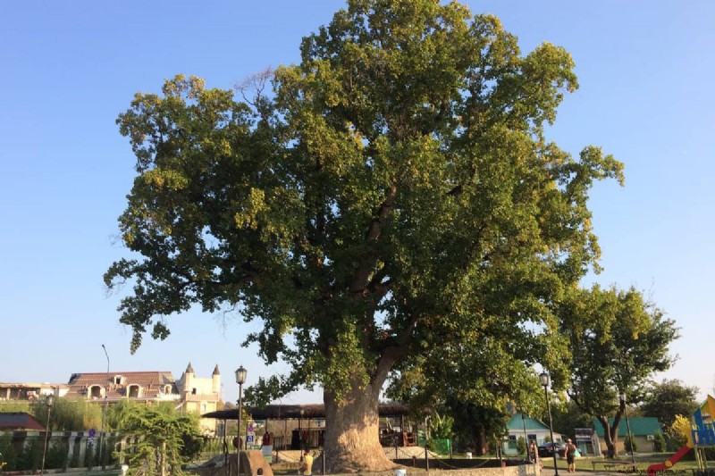 Tulip Tree Bloom Time: When & What to Expect